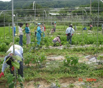 즐거운 농촌봉사활동 그림일기 이미지