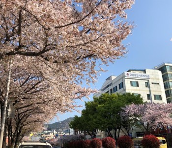 봄봄봄~ 벚꽃을 닮은 당감복지관! 이미지