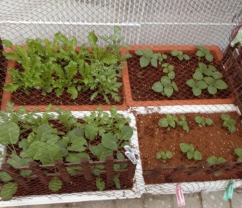 [주민모임 발굴 및 지원사업] 빛뜰 텃밭 지금은? 이미지